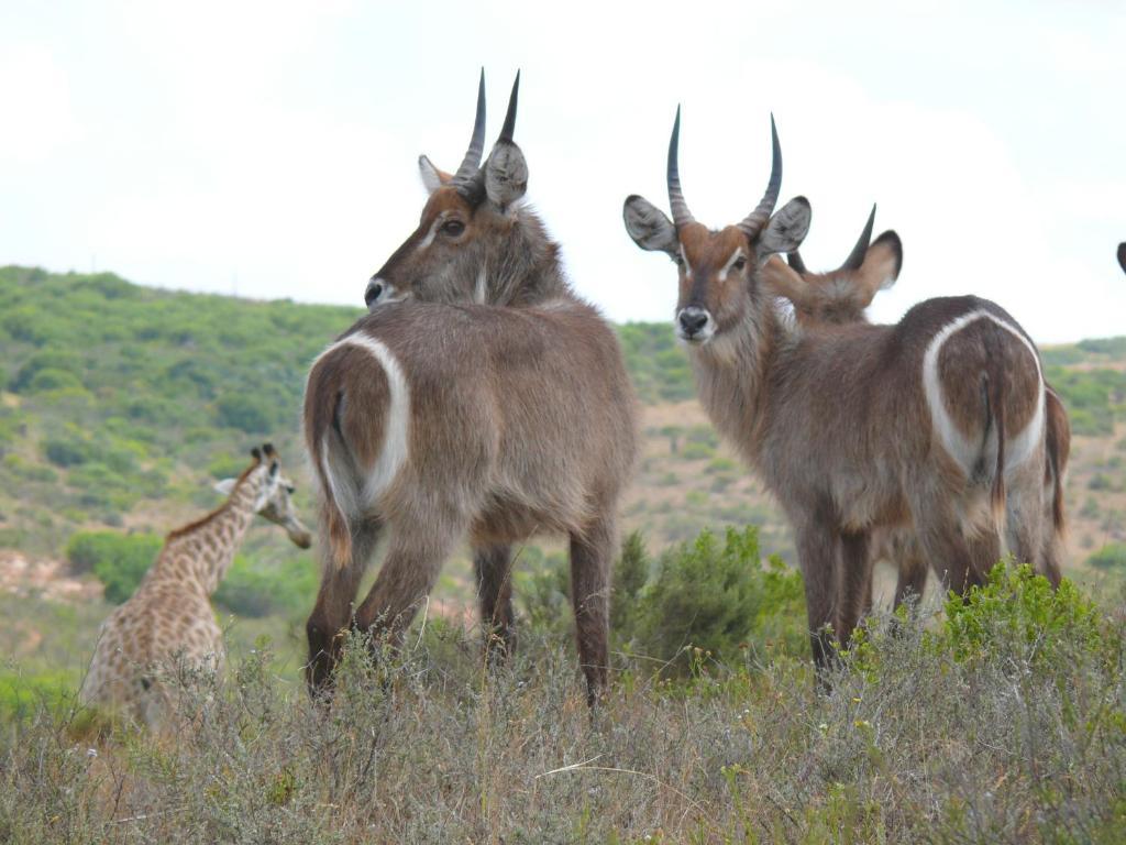 Nyaru Game Lodge Brandwag Exterior photo